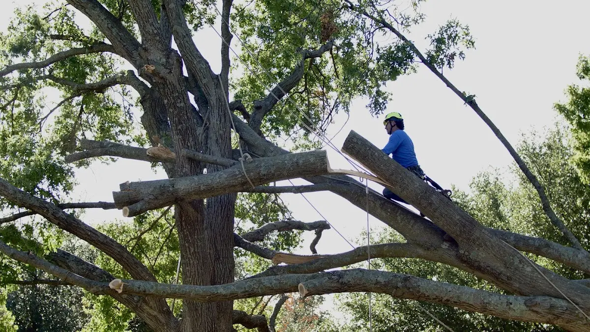Professional Crown Thinning performed by certified arborists in Pedro