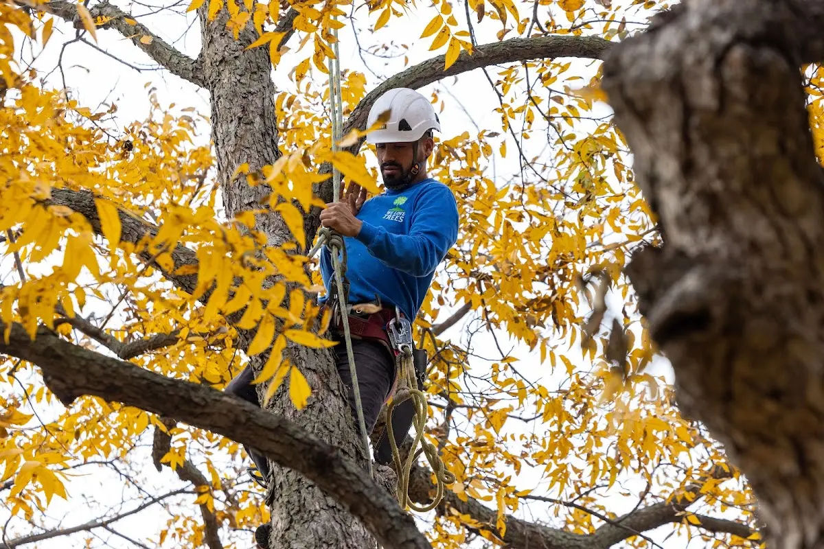 Skilled Tree Transplanting crew working in Pedro